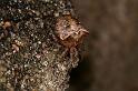 Atea_sturmi_D6068_Z_87_Les Gris_Frankrijk